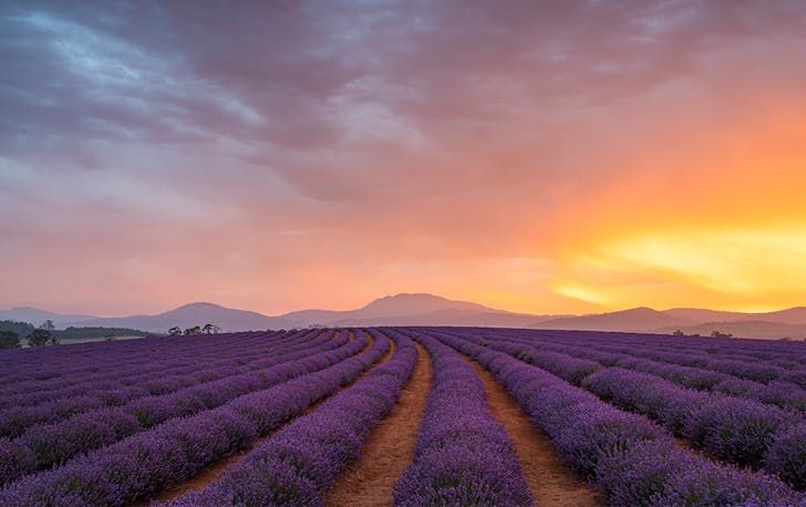 fields of lavender with a dusty sunset in the background