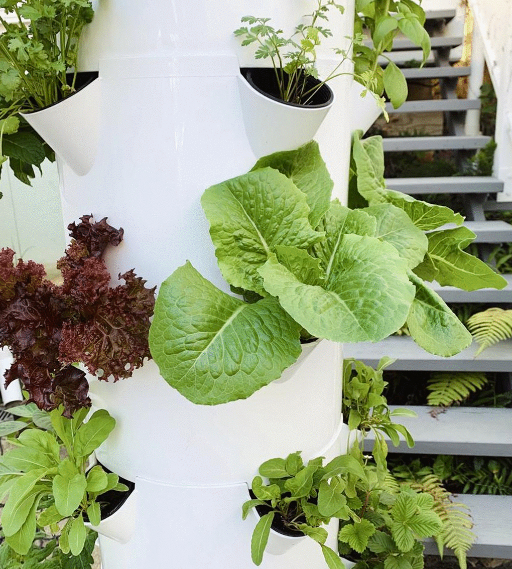 sustainable airgarden growing fresh produce