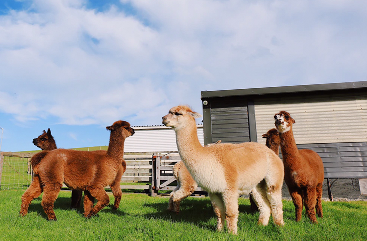 alpacas on farm