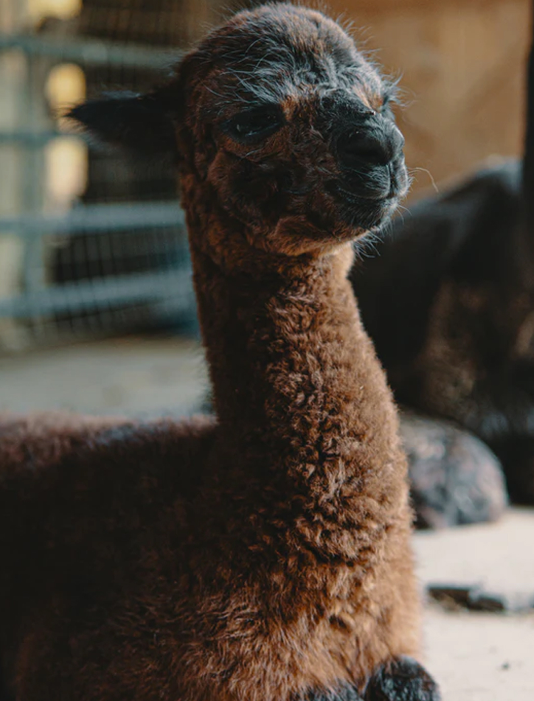 baby alpaca in shed