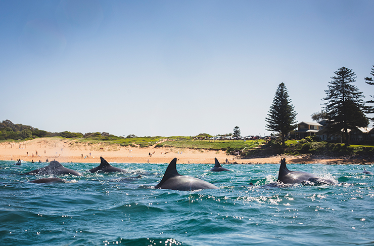 best sydney beaches avalon beach