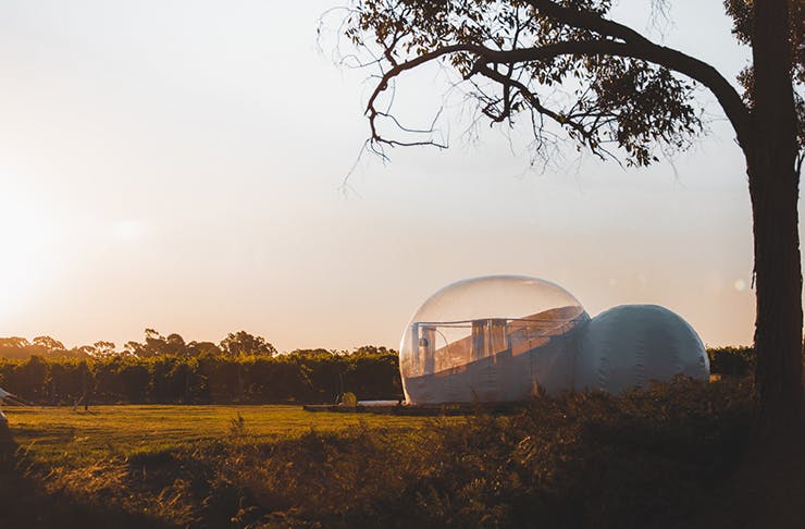 bubble tent located under tree in vineyard