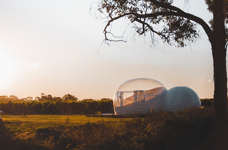 bubble tent located under tree in vineyard