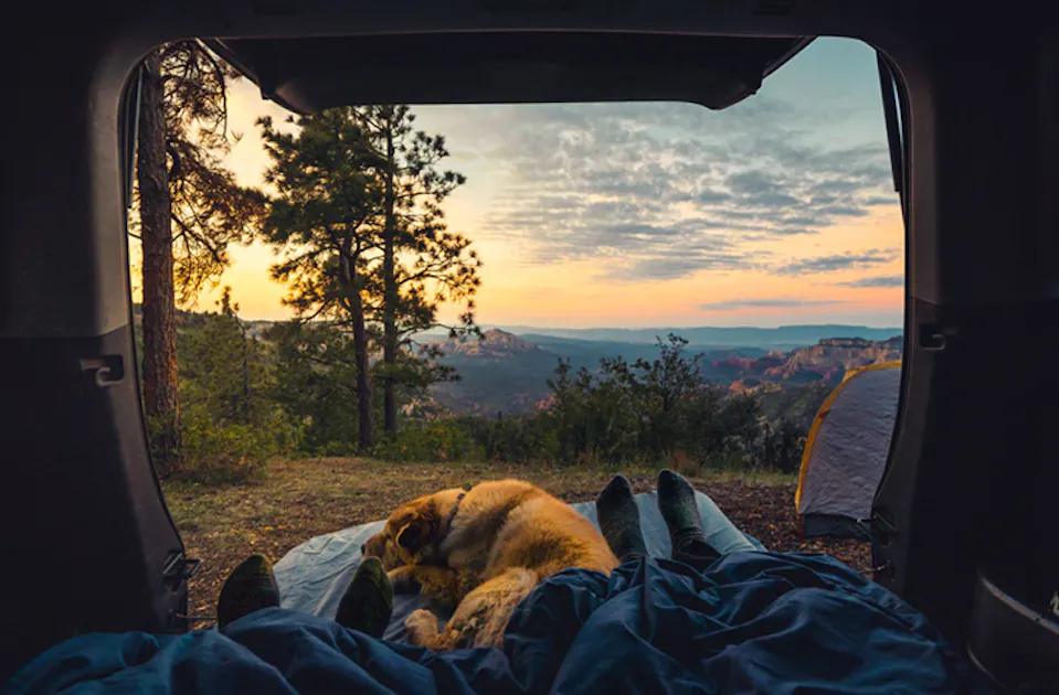 Pups Assemble These Are The Best Dog Friendly Camping Spots