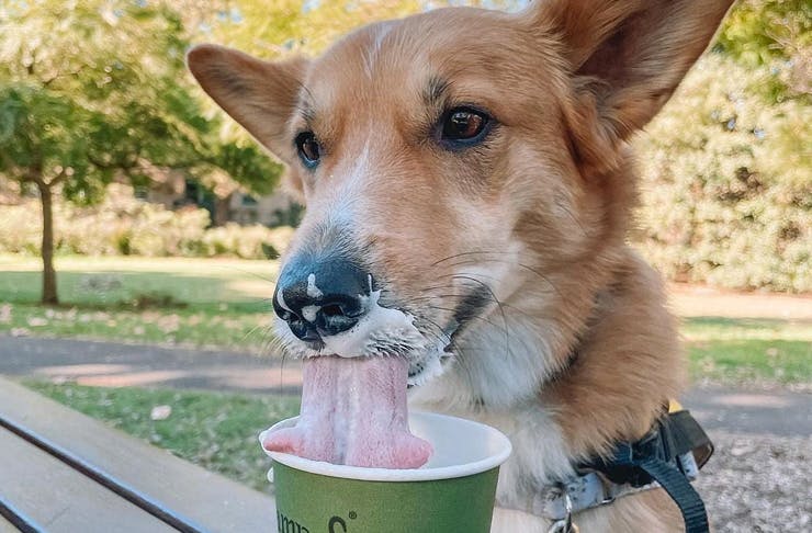 dog licking froth from cup