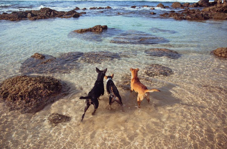 three dogs playing on shoreline