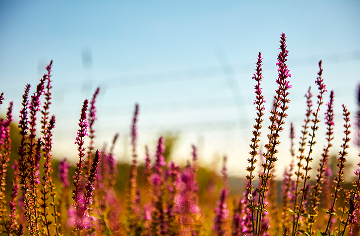 lavender growing in a field at sunset