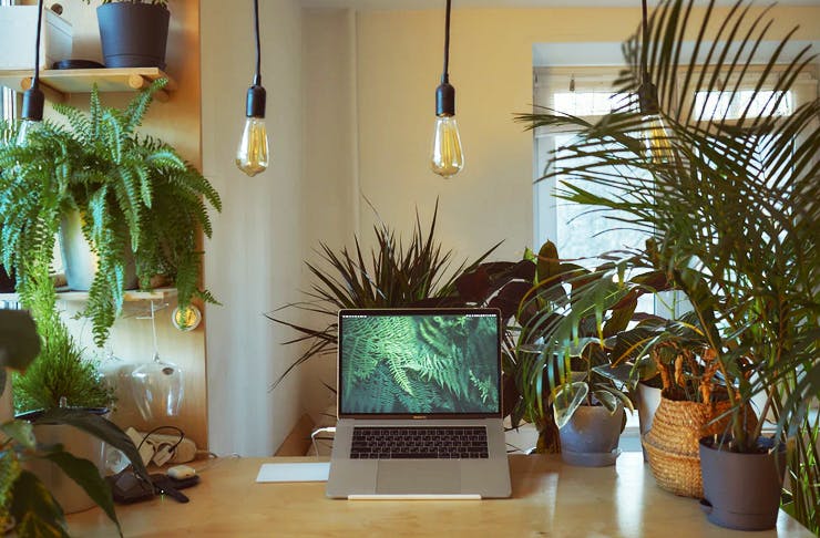 desk with lots of plants and laptop on it