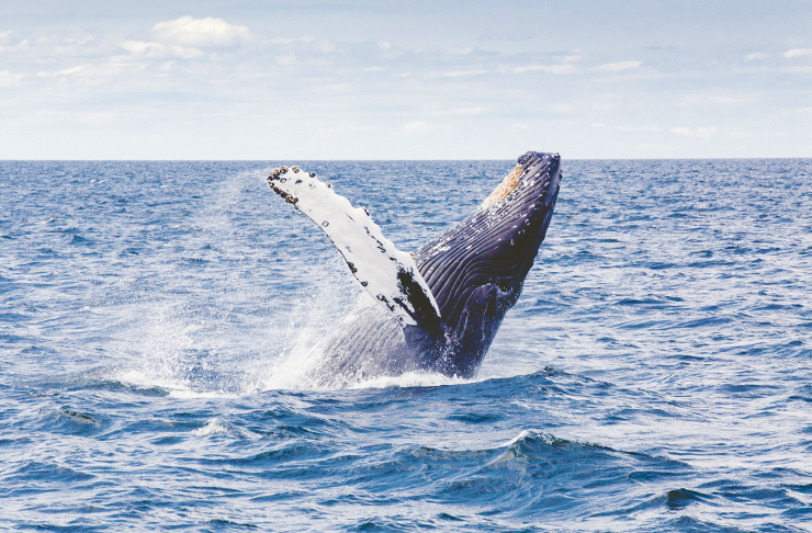 The 8 Best Places To Go Whale Watching Around The World