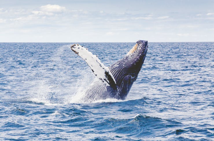 best-whale-watching-world