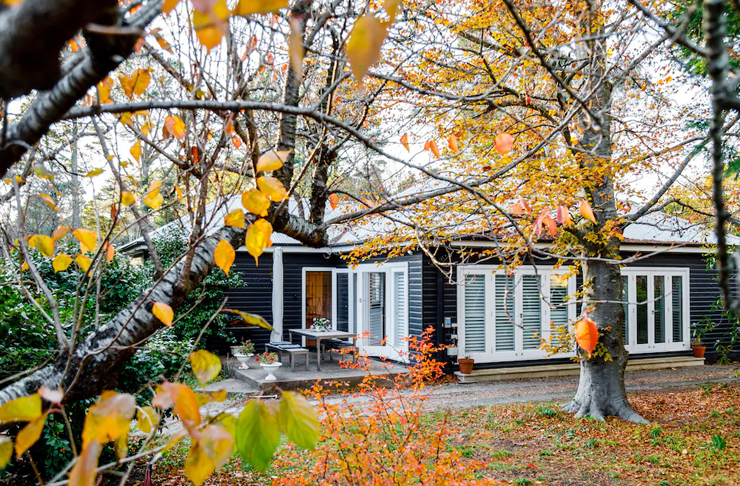 cottage within pine trees