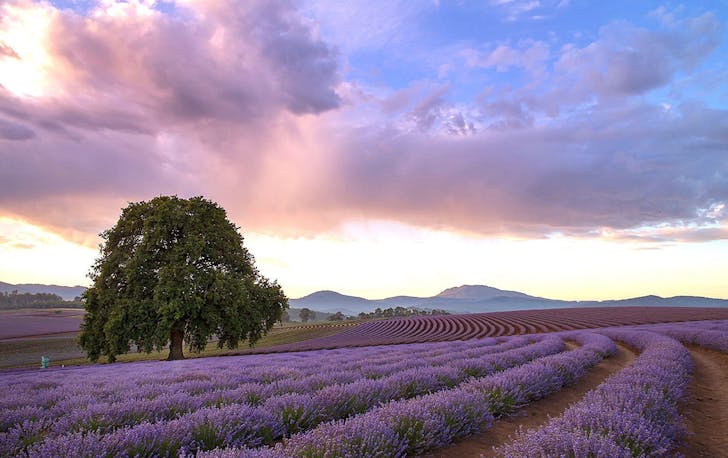 Bridestowe Lavender Estate