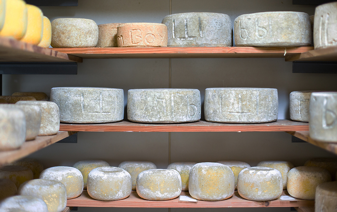 rows of cheese at Bruny Island Cheese Co.