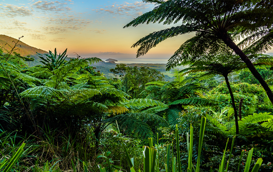 Through clusters of lush, green rainforest is the top of nearby mountains and the ocean in the distance.