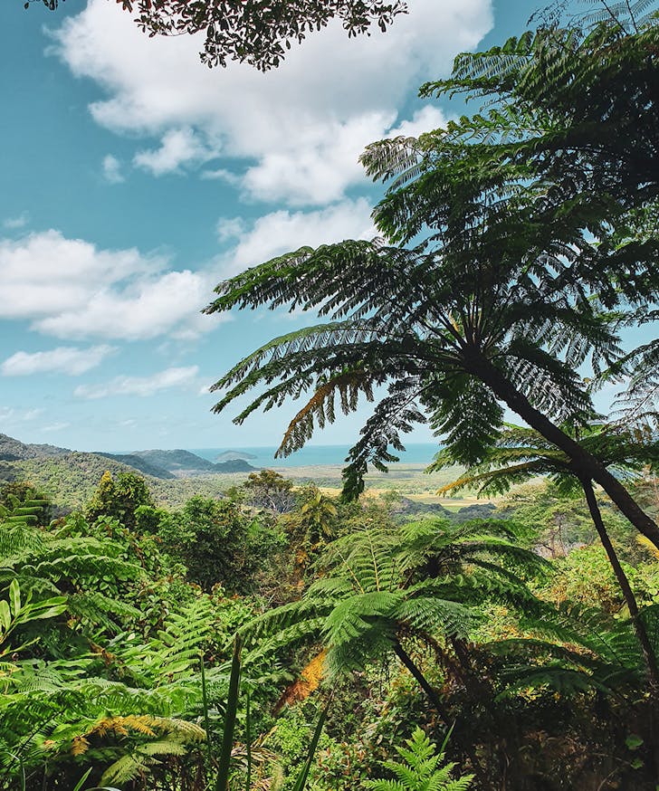 a stunning vista of the lust Daintree rainforest 