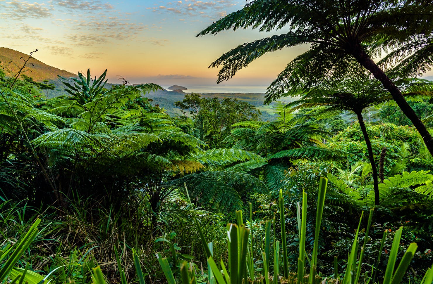 cluster of lush greenery from a look out point in daintree rainforest