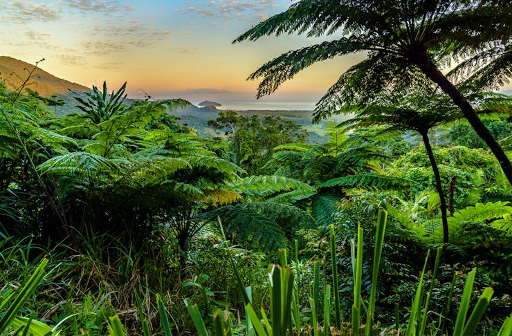 cluster of lush greenery from a look out point in daintree rainforest