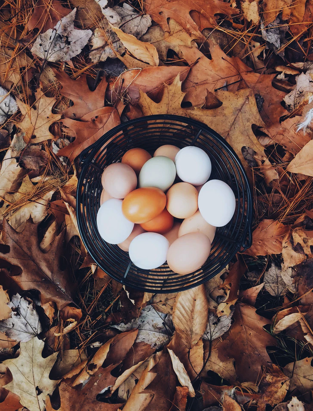 eggs in basket on pile of autumn leaves
