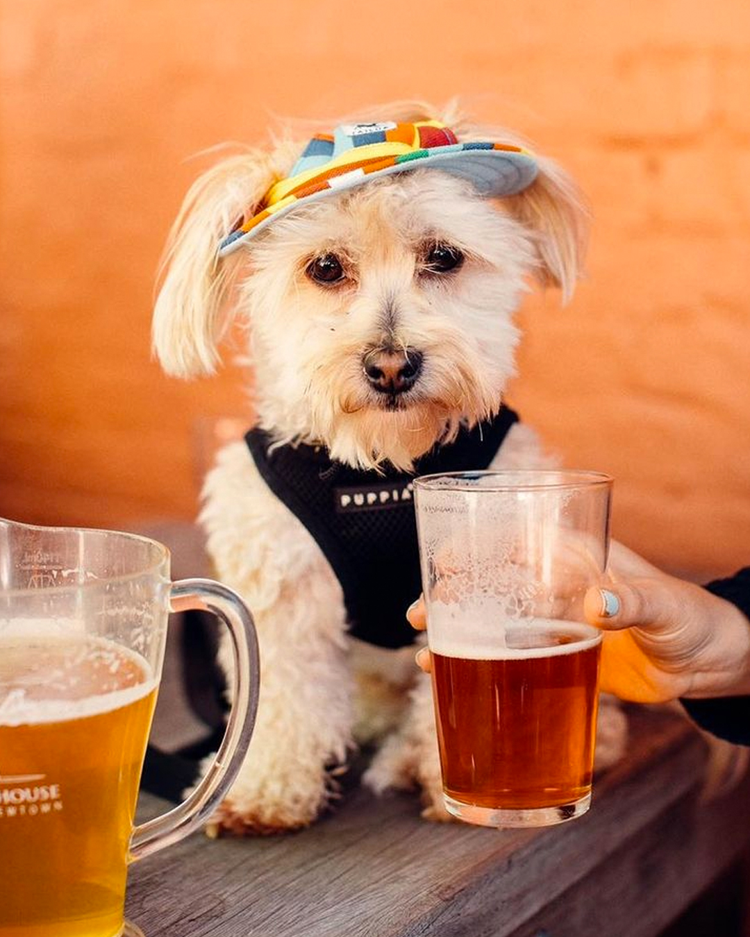 small puppy sitting on table with visor and beers surrounding 