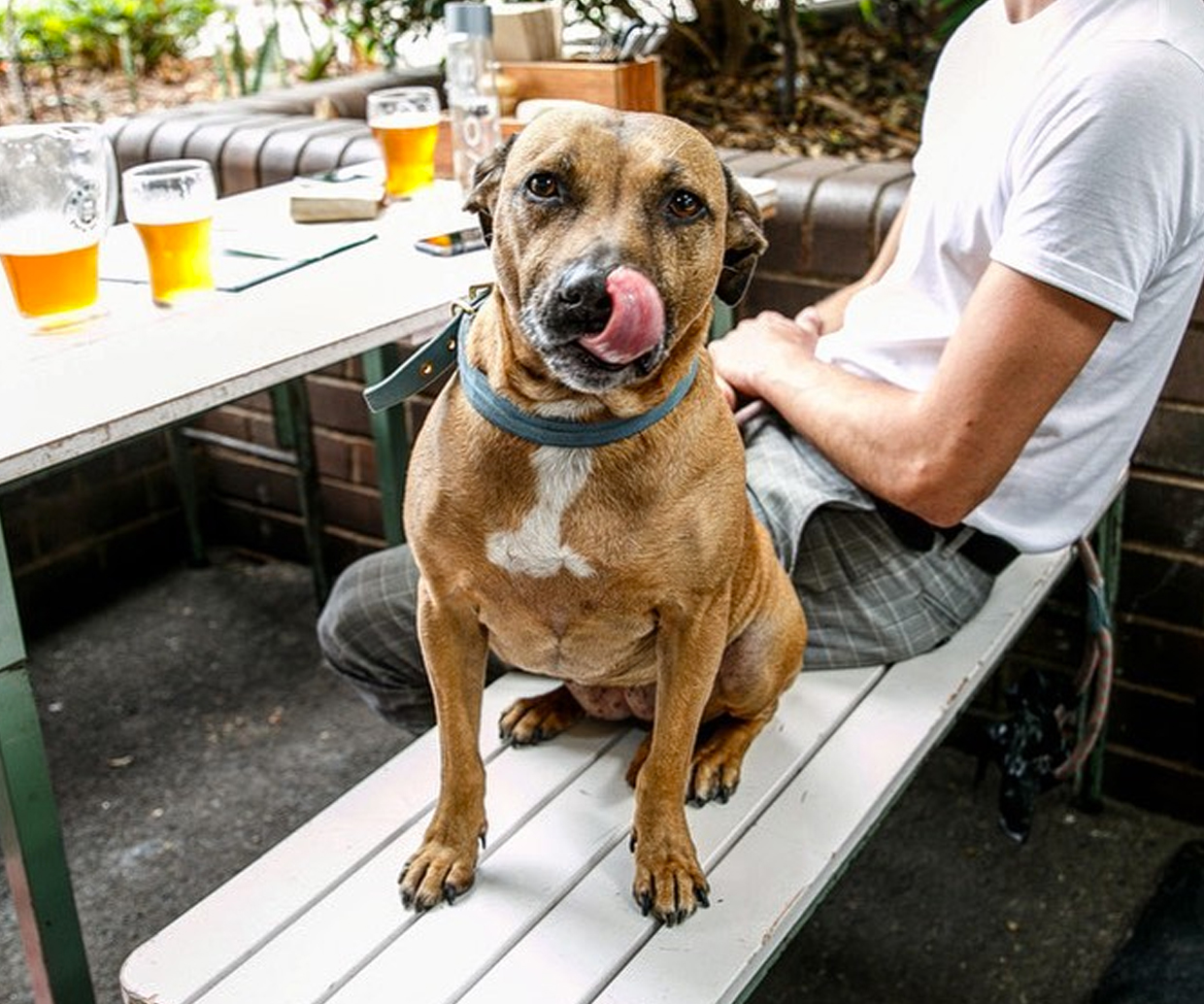 dog sitting on table bench, licking snout