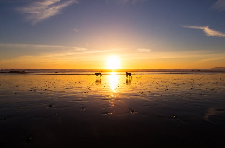 two dogs playing on beach at sunset