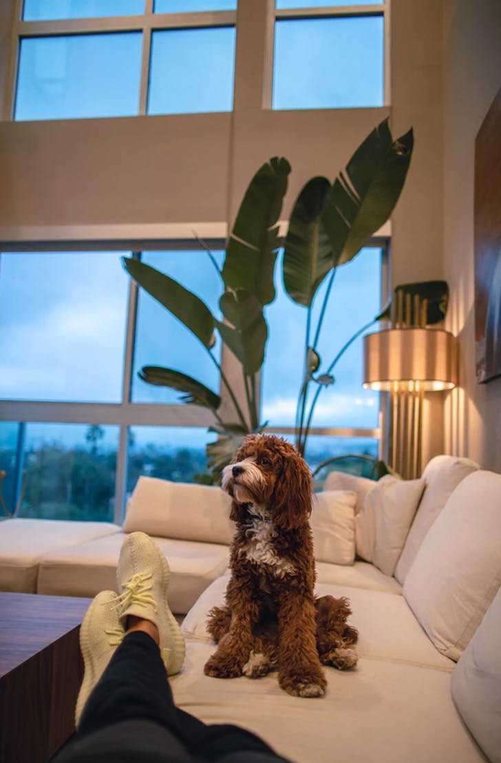 dog sitting on couch in hotel room