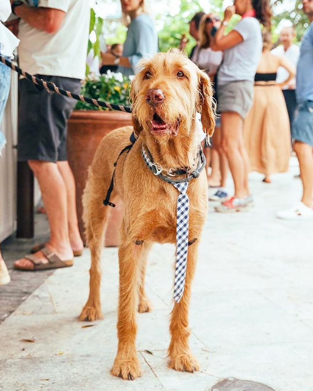 are dogs allowed in pubs in australia