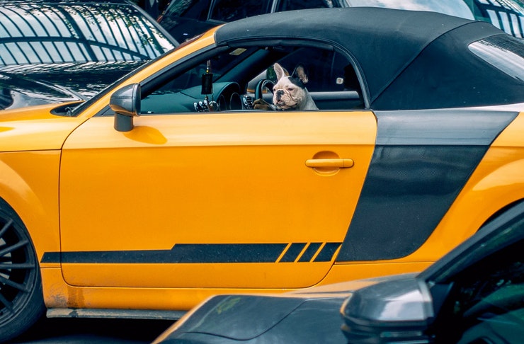dog sitting in front seat of car leaning out and smiling