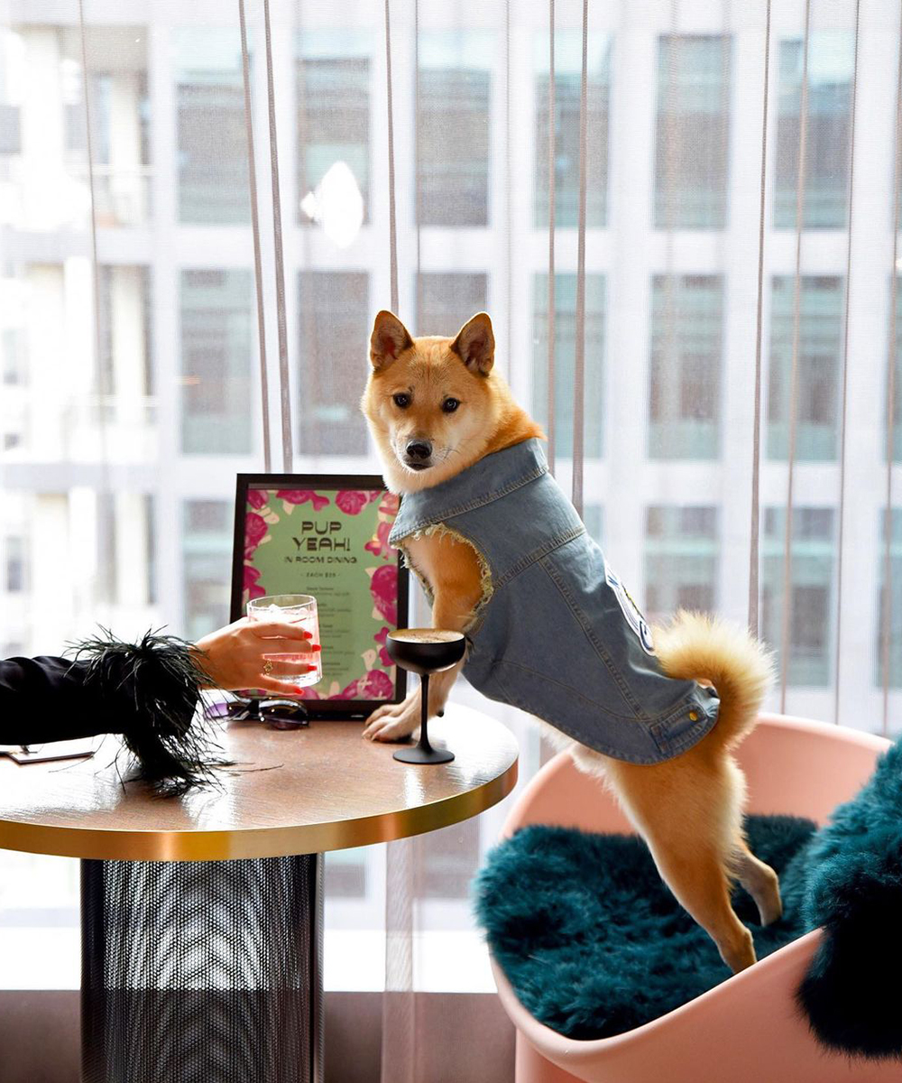 a dog sits up at a table with a cocktail