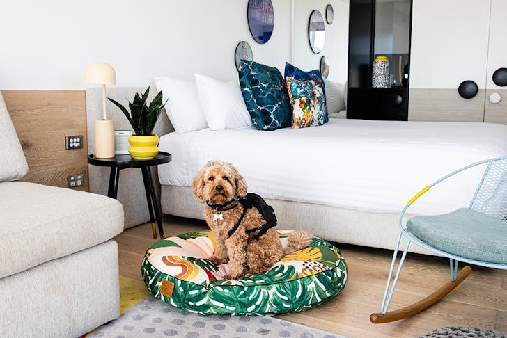 a dog sits on a green dogbed in a hotel room