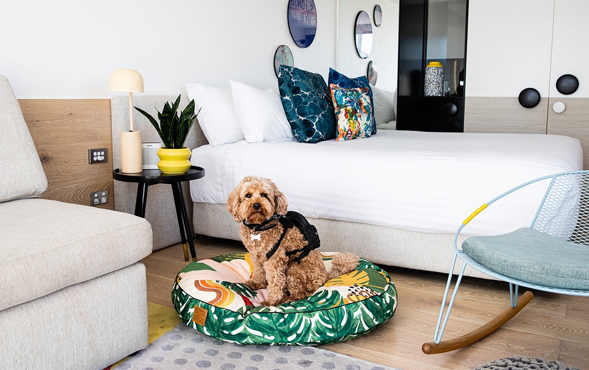 a dog sits on a green dogbed in a hotel room