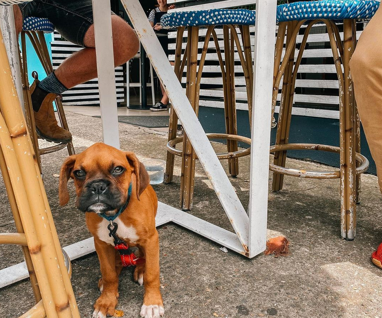 are dogs allowed in pubs in australia