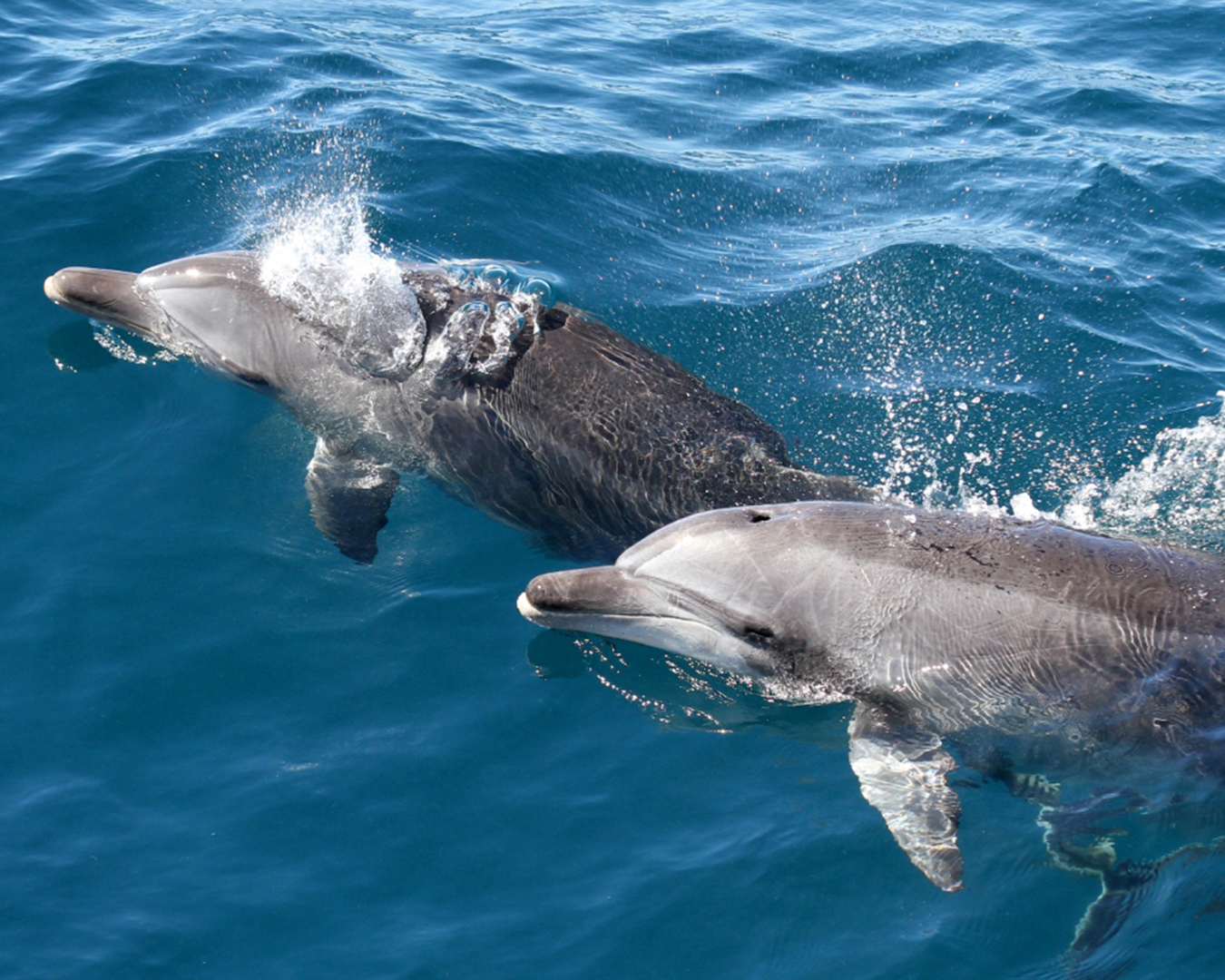 Dolphins surfacing in the ocean. 