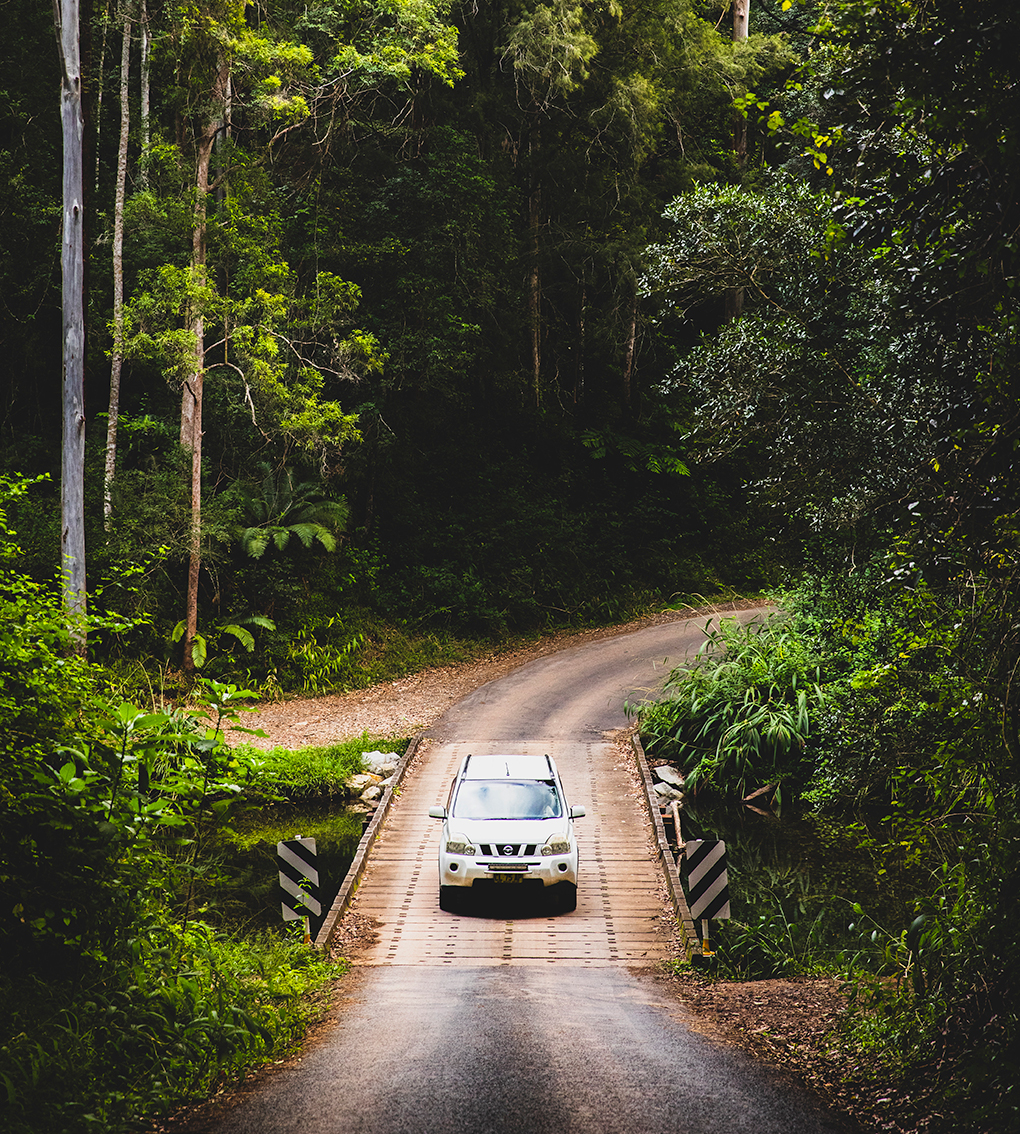 car driving through rainforest