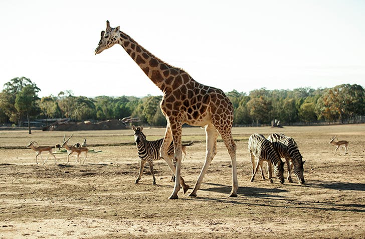 giraffe in zoo