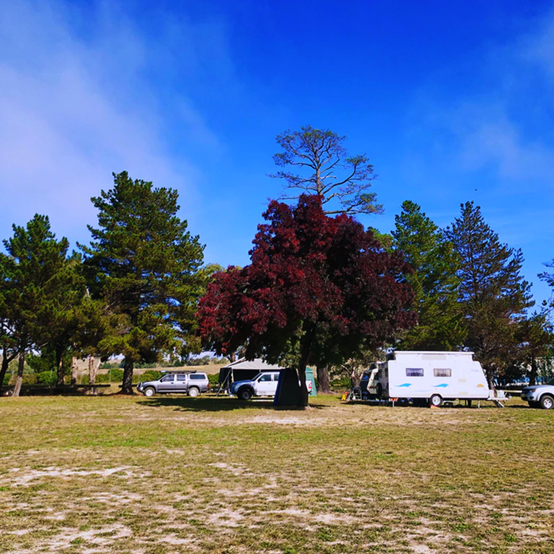 four wheel drives and caravans in protected forest camping ground
