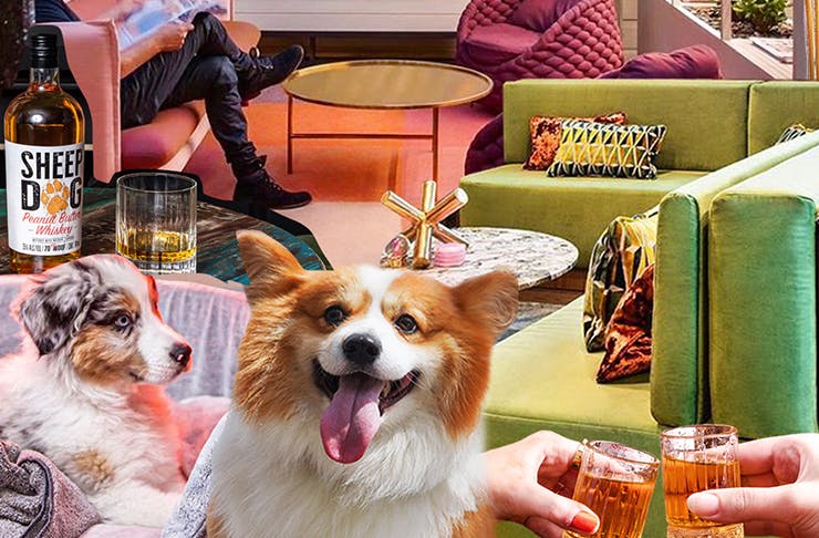 collage of dogs, alcohol and furntiture