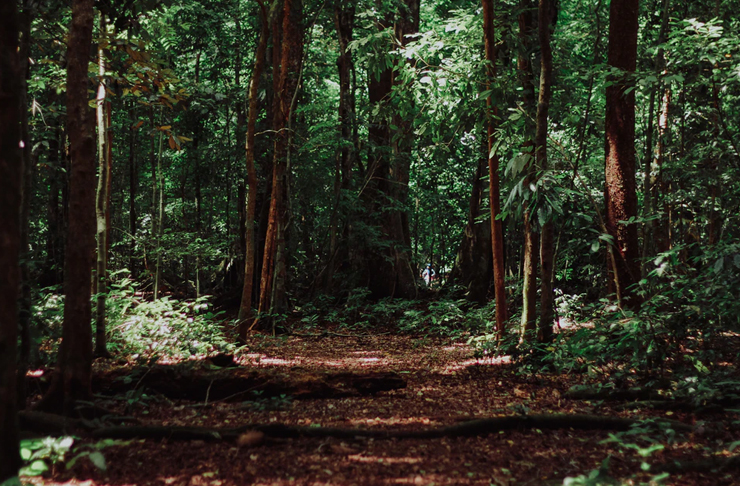 empty fire trail in forest in sydney