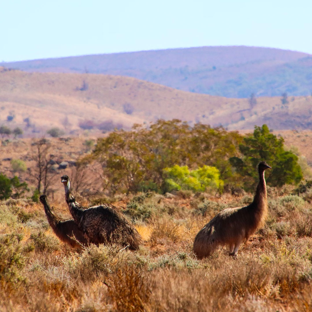 three emus in the outback