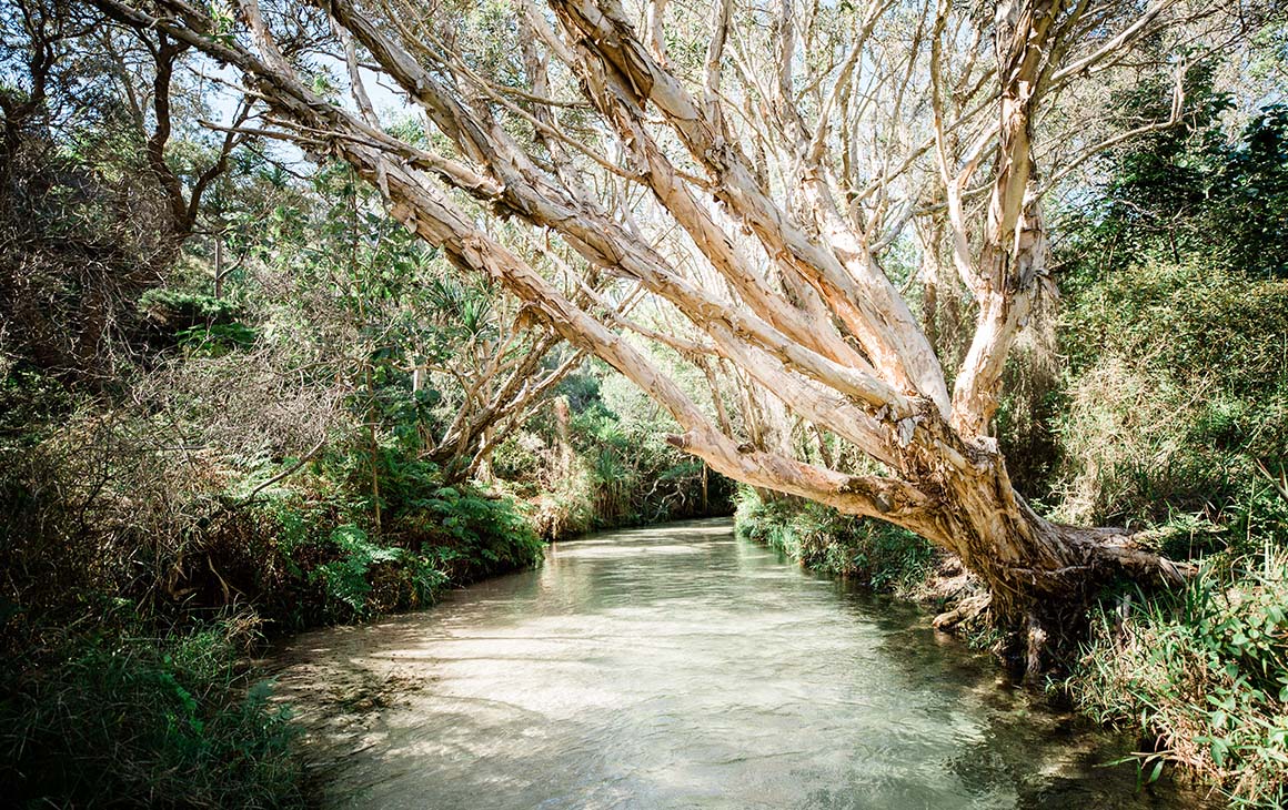 a creek, fringed by tangle of mangroves and trees.