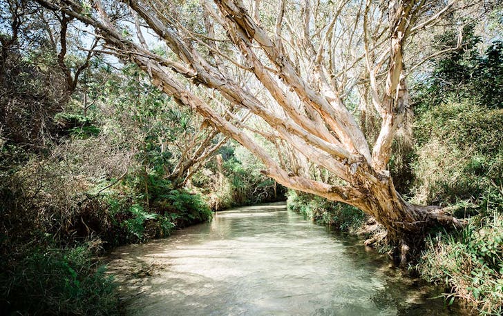 a creek, fringed by tangle of mangroves and trees.