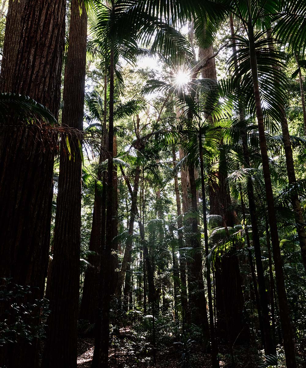 a cluster of dense forest and tall trees.