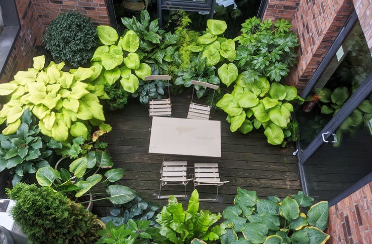 number of trees in small courtyard