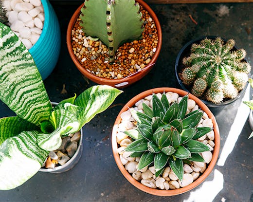 Greenhouse Gathering