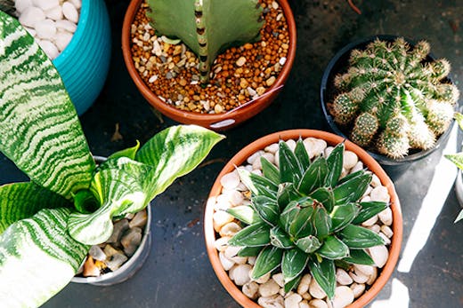 Greenhouse Gathering
