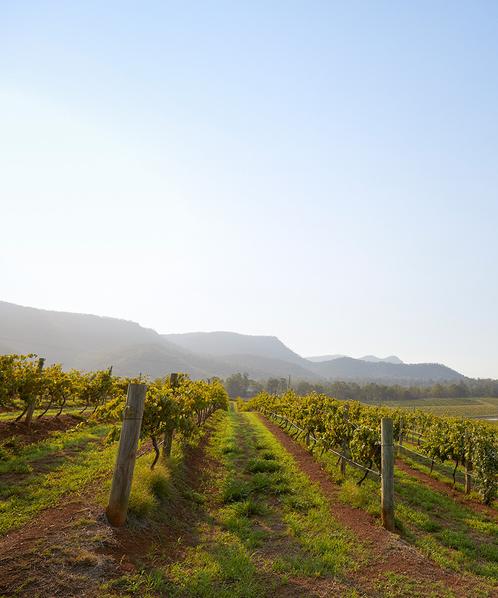 rolling green vineyards in Hunter Valley