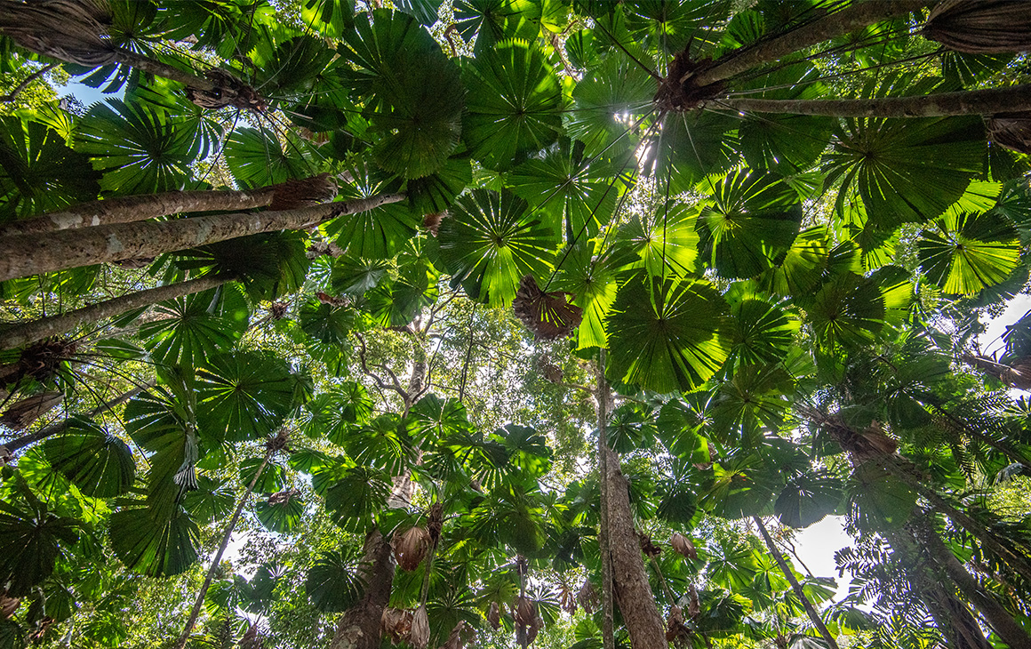looking up at a lush green canopy of trees.