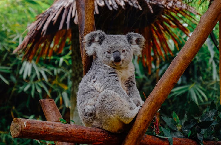 koala sitting in branches of tree 