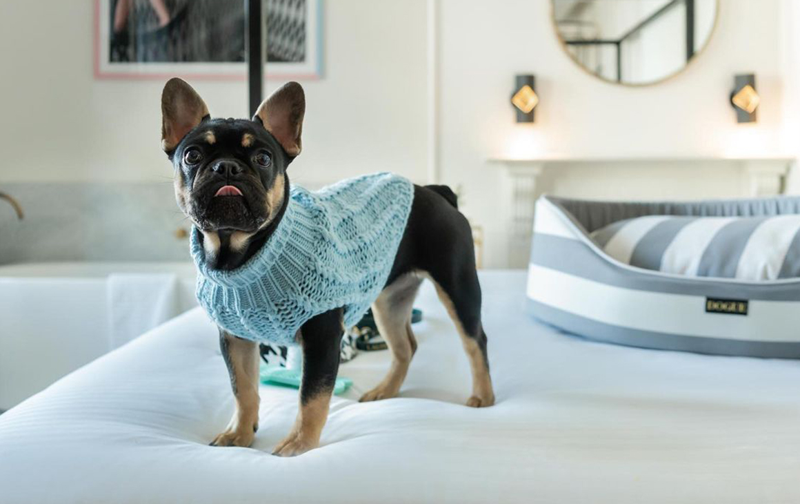 a small dog in a blue coat stand on a hotel bed