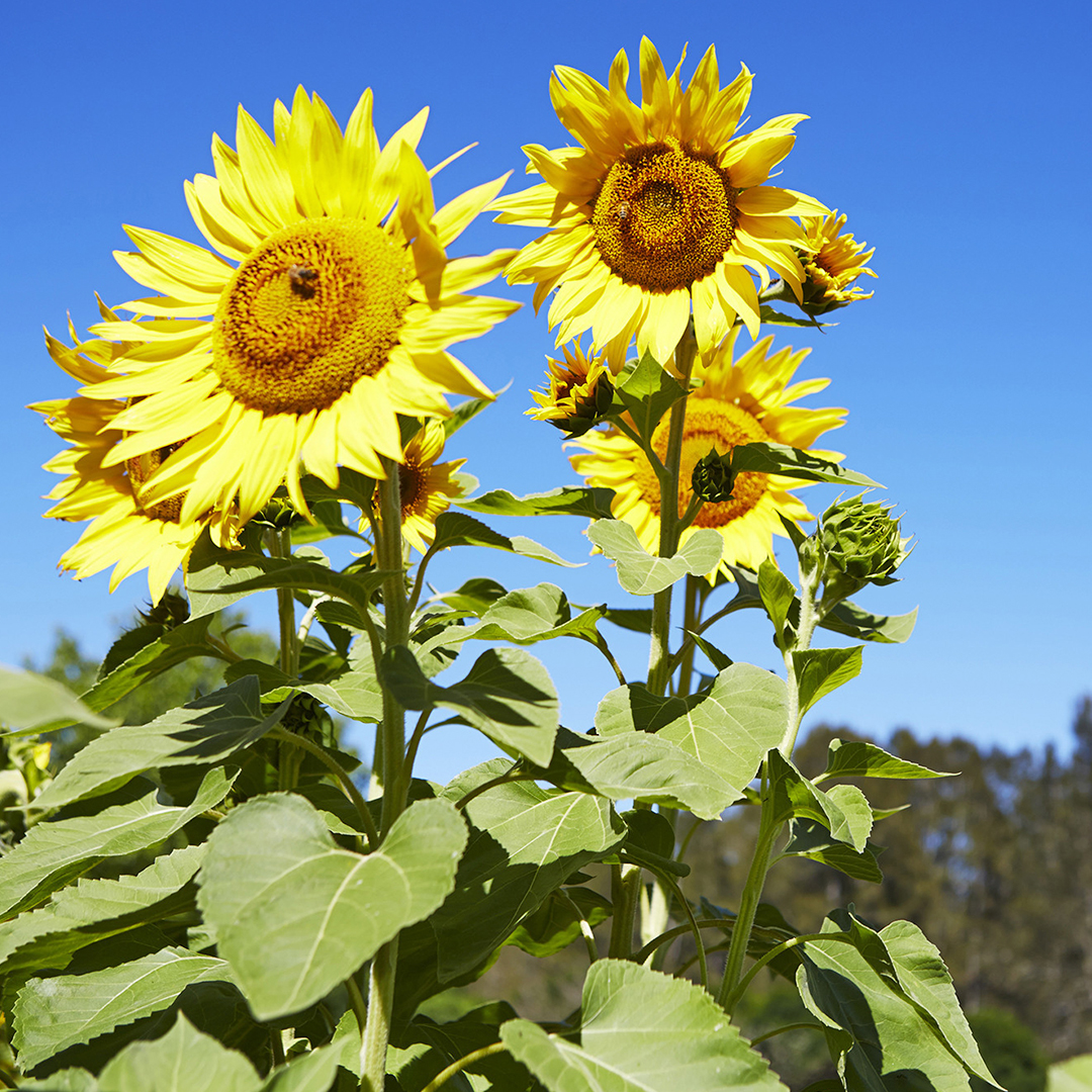 sunflowers in a field